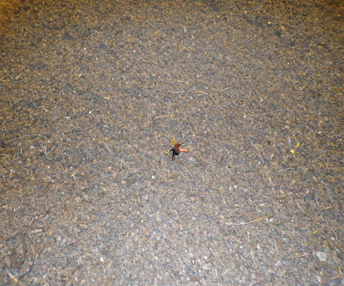 Magic Zoom small image